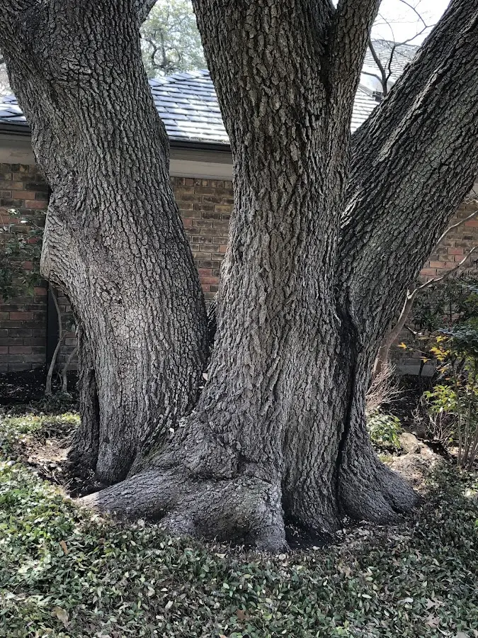 Mature heritage tree close to a Alvordton property cared for by certified arborists